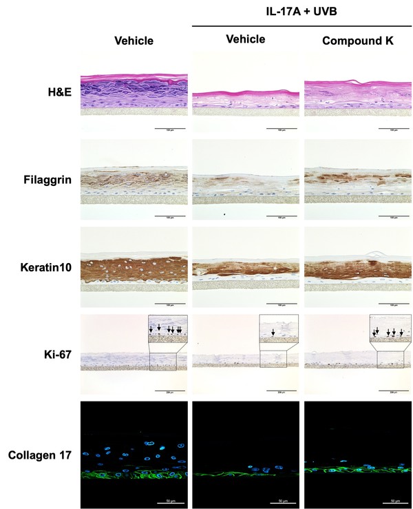 아모레퍼시픽 진세노믹스 피부 저속 노화 효능 발표 관련 이미지.  사진=아모레퍼시픽