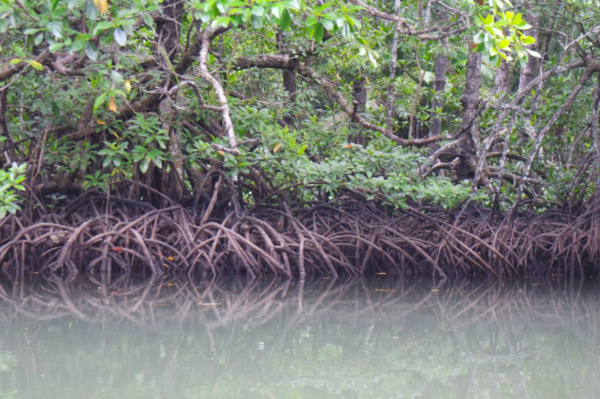해양 생태계 복원과 요염 방지에 큰 역할을 하는 맹글로브 숲. 사진=연합뉴스