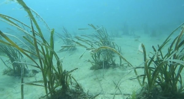 완도 해역에 이식된 잘피.   사진=완도군