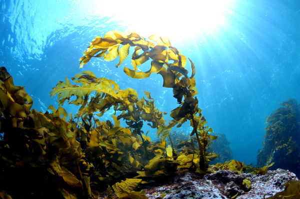 바다숲. 사진=한국수산자원공단 제공