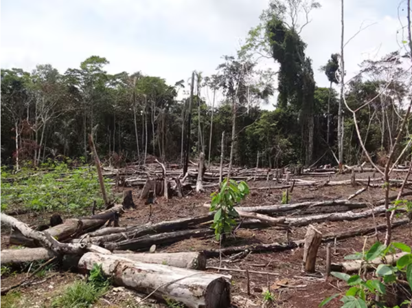 콜롬비아 푸에르토 나리뇨의 열대우림 벌목 현장.