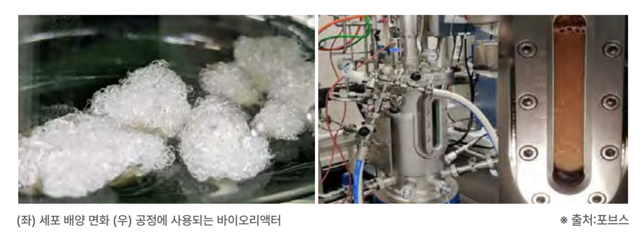 갈리가 개발한 세포 배양 면화. 사진=한경협