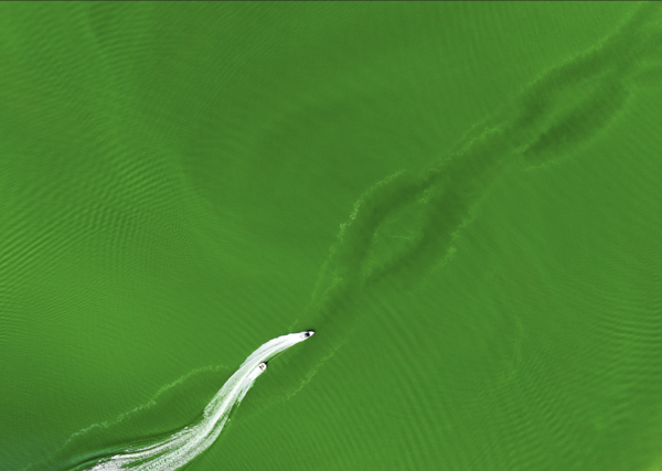 폭염이 계속된 11일 경북 칠곡군 지천지에 녹조가 발생하며 물색이 초록빛으로 변한 가운데 피서객들이 수상 레포츠를 즐기고 있다. 사진=연합뉴스