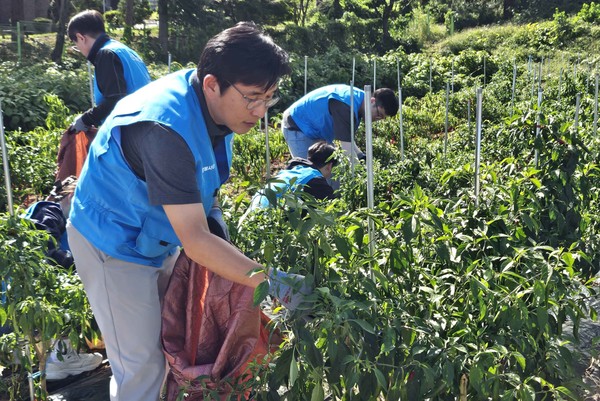 홍용준 쿠팡로지스틱스서비스 대표이사를 비롯한 CLS 임직원들이 김장 준비를 위한 작물 수확 작업을 하고 있다.    사진=쿠팡