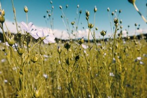 지속가능 요구가 키운 '천연섬유 강화복합재' 소재기술 - 뉴스 썸네일 이미지
